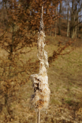 Typha shuttleworthii