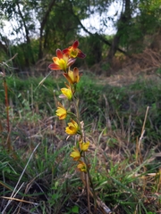 Eulophia pratensis