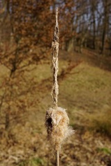 Typha shuttleworthii