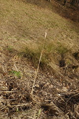 Typha shuttleworthii