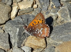 Aloeides thyra thyra