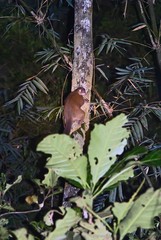 Seal's Sportive Lemur photo 2