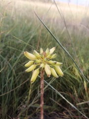 Aloe linearifolia