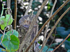 Diploderma polygonatum xanthostomum