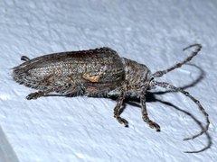 Rhytiphora neglecta