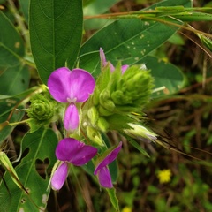 Desmodiastrum belgaumense