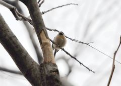 Aegithalos glaucogularis