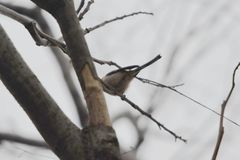 Aegithalos glaucogularis