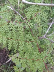 Odontosoria aculeata