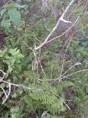 Odontosoria aculeata