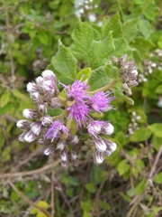 Vernonia saepium