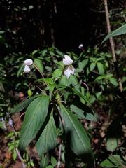 Impatiens cuspidata