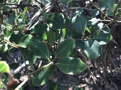 Cinnamomum reticulatum