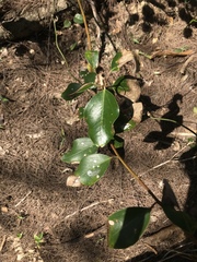 Cinnamomum reticulatum