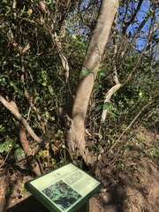 Cinnamomum reticulatum