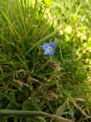 Veronica persica