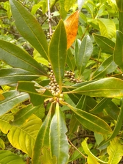 Sideroxylon salicifolium