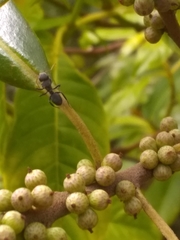 Sideroxylon salicifolium