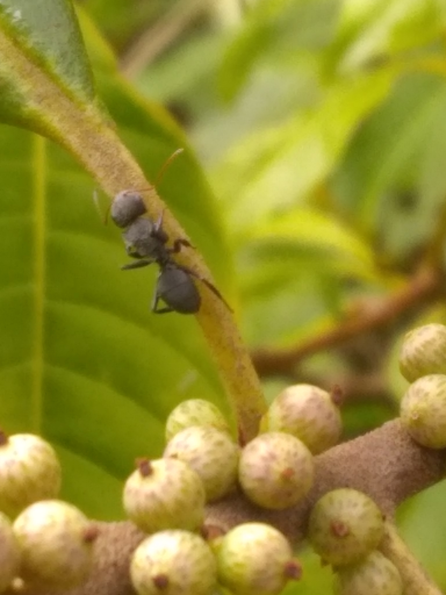 Myrmeurynota