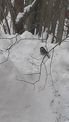 Parus major
