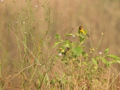 Emberiza bruniceps