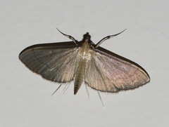 Bradina admixtalis