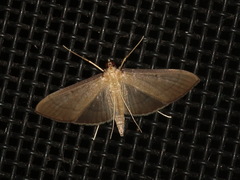Bradina admixtalis