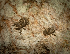 Eutyrhinus meditabundus