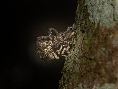 Eutyrhinus meditabundus