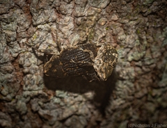 Eutyrhinus meditabundus