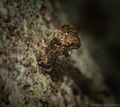 Eutyrhinus meditabundus