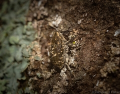 Eutyrhinus meditabundus