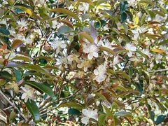 Eugenia involucrata