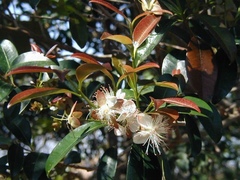 Eugenia involucrata