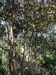 Eugenia involucrata