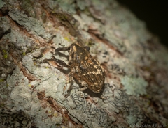 Eutyrhinus meditabundus