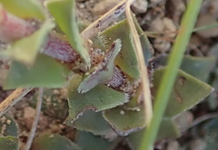 Crassula natalensis