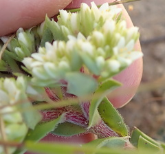 Crassula natalensis