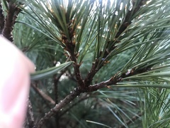 Pinus parviflora