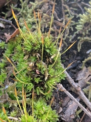 Tortula subulata