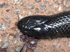 Amblyodipsas polylepis