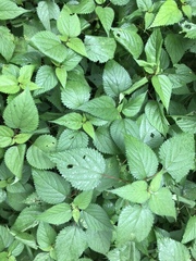 Laportea peduncularis