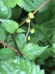 Laportea peduncularis