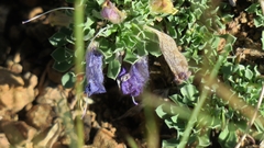 Aptosimum procumbens