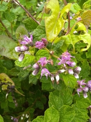 Vernonia saepium