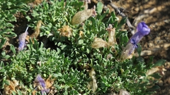 Aptosimum procumbens