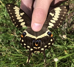 Papilio ophidicephalus