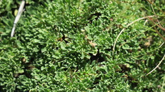 Aptosimum procumbens