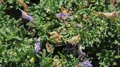 Aptosimum procumbens