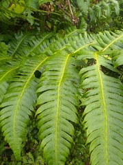 Cyathea horrida
